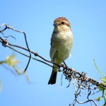 Averla piccola f Oltrepò quad