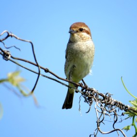 Averla piccola f Oltrepò quad