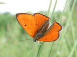 lycaena dispar 018 (20)
