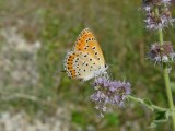 lycaena thersamon 012 (15)